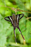 Lamproptera curius curius (White Dragontail)