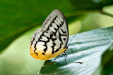 Melanocyma faunula faunula