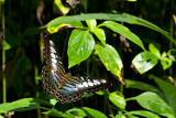 Parthenos sylvia lilacinus