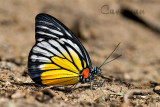 Prioneris philonome themana (The Redspot SawTooth)
