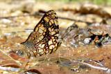 Symbrenthia hypatia chersonesia