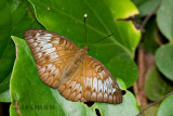 Euthalia kanda marana