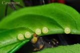 Papilio memnon agenor (Great Mormon)