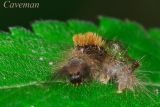 moth