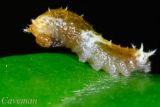 Caterpillar - Papilio demoleus malayanus (Lime Butterfly)