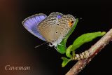 Chilades pandava pandava (Cycad Blue)