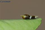 Caterpillar (Great Mormon)