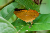 Cirrochroa malaya malaya