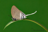 Ritra aurea volumnia (Orange Imperial)