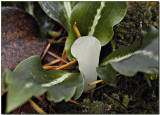 Jelly Tooth in Rattlesnake Plantain