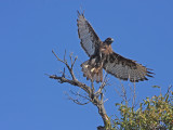 Red-tailed Hawk