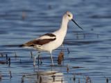 American Avocet