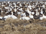 Rosss, Snow, White-fronted Geese