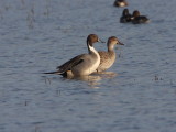 Northern Pintail