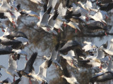 Rosss and Snow Geese