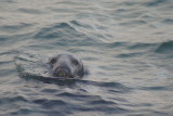 Grey Seal