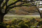 Llyn Cwm Bychan 1.jpg