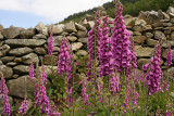 Foxgloves