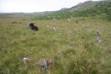 Llyn Eiddew Bach Round Cairns