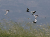 White-winged Black Tern - Witvleugelstern - Chlidonias leucopterus