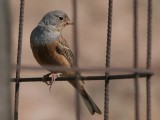 Cretzschmars Bunting - Bruinkeelortolaan - Emberiza caesia