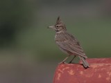 Kuifleeuwerik - Crested Lark - Galerida cristata