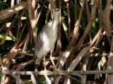 Black-crowned Night Heron - Kwak - Nycticorax nycticorax