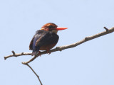African Pygmy Kingfisher - Afrikaanse Dwergijsvogel - Ceyx picta