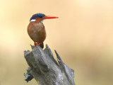 Malachite Kingfisher - Malachietijsvogel - Alcedo christata