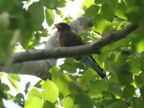 Broad billed Roller - Breedbekscharrelaar - Eurystomus glaucurus