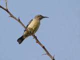 Copper Sunbird - Koperhoningzuiger - Nectarinia cuprea