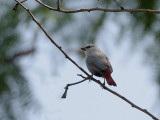 Lavender Waxbill - Lavendelastrild  - Estrilda caerulescens