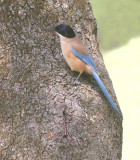 Blauwe Ekster - Azure winged Magpie - Cyanopica cyanus