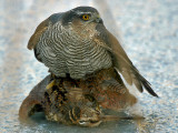 Sperwer & Houtsnip - Sparrow Hawk & Woodcock  - Accipiter nisus & Scolopax rusticola