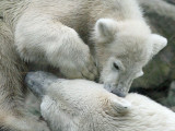 IJsbeer - Polar bear