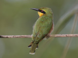 Little Bee eater - Dwergbijeneter - Merops pusillus