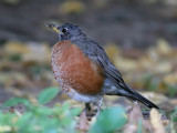 American Robin - Roodborstlijster - Turdus migratorius