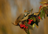 Pestvogel - Bohemian Waxwing - Bombycilla garrulus