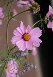 Daisy-flower
