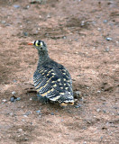 Lichtensteins Sandgrouse. Photo Stefan  Lithner