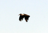 Wattled Ibis. Photo Stefan  Lithner
