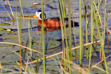 African Pygmy Goose M. Photo Stefan  Lithner