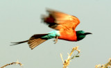 Northern Carmine Bee-eater. Photo Stefan  Lithner