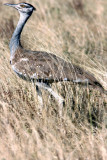Arabian Bustard. Photo Stefan  Lithner