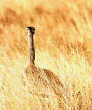 Arabian Bustard. Photo Stefan  Lithner