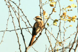 Isabelline Shrike. Photo Stefan  Lithner