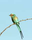 Abyssinian Roller. Photo Stefan  Lithner