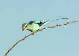 Abyssinian Roller. Photo Stefan  Lithner
