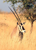 Beisa Oryx. Photo Stefan  Lithner
