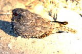 Star-spotted Nightjar. Photo Stefan  Lithner